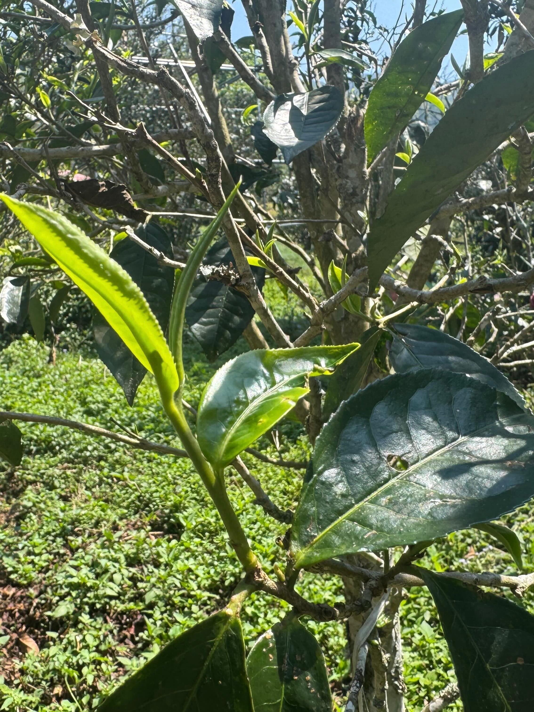 What does it really take to source great tea?It meant hiking into the forests of Yunnan, where farmers hand-pick every leaf and press it in a wok the same way they always have.We came to source Pu-erh. We stayed to understand it. 🍃#hencetea #puerhtea #yunnan #teafarming #springharvest