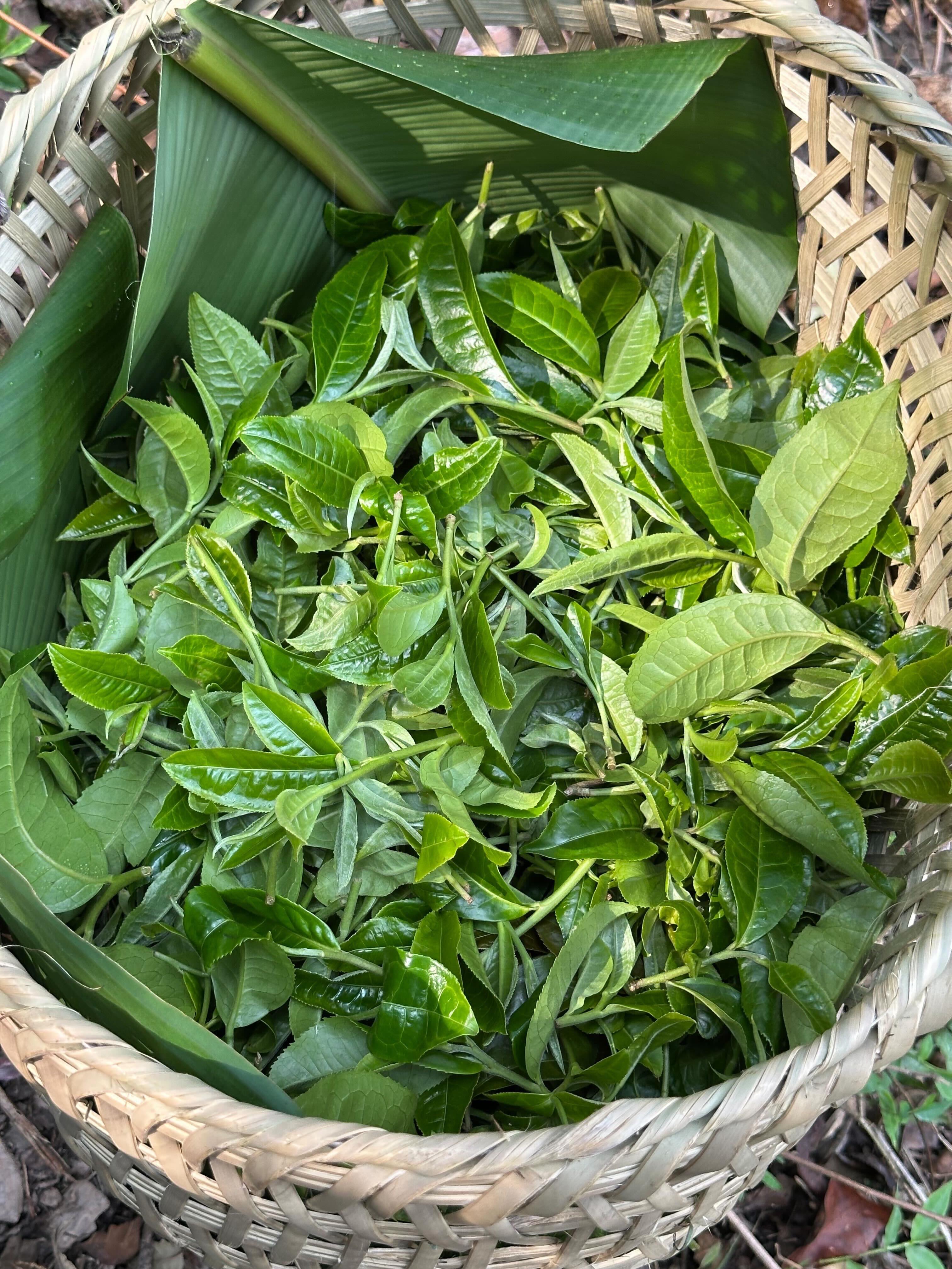 What does it really take to source great tea?It meant hiking into the forests of Yunnan, where farmers hand-pick every leaf and press it in a wok the same way they always have.We came to source Pu-erh. We stayed to understand it. 🍃#hencetea #puerhtea #yunnan #teafarming #springharvest